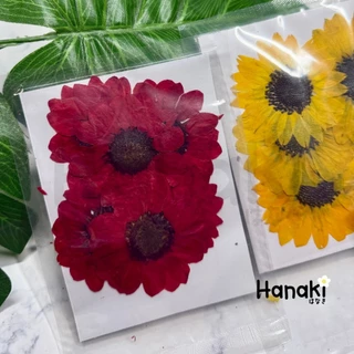 【พร้อมส่ง】ดอกทานตะวันทับแห้ง6ดอก มี2สี ดอกไม้จริงทับแห้ง ดอกไม้ทับแห้ง Pressed Flowers💐
