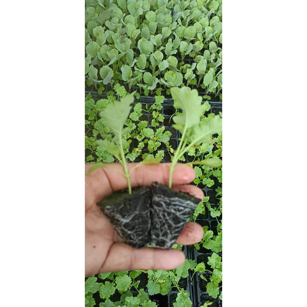 ต้นกล้าเคล (kale)   คะน้าใบหยิก  กล้าละ 12  บาท   ราชินีของผักทั้งมวล คุณค่าอาหารสูง พร้อมปลูก - รูปที่ 2