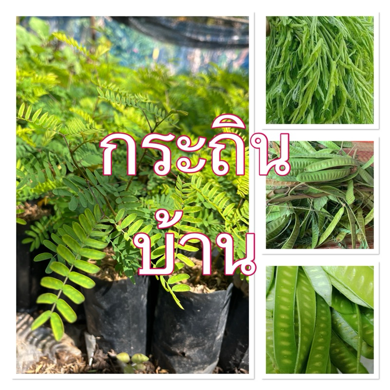 ต้นกล้ากระถินบ้าน กระถินริมรั้วพร้อมปลูก ในถุงชำ กระถินทานสด รสชาติอร่อย มีคุณค่า พันธุ์กระถินกินได้
