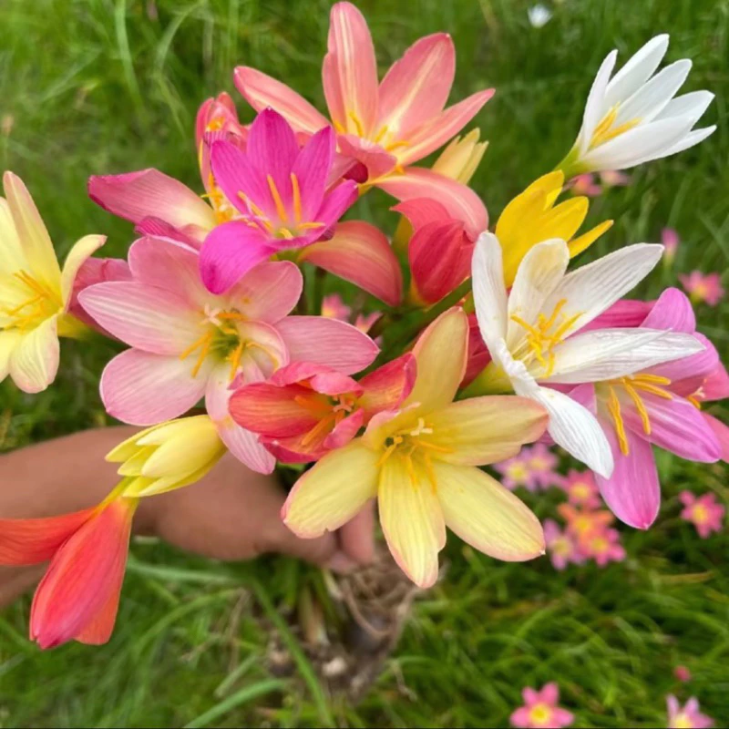 [คละสี] หัวดอกบัวดิน *เจ้าของสวนขายเอง*