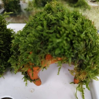 มอสน้ำพันอุโมงค์ดินเผา บ้านกุ้งบ้านปลา 1 ชิ้น