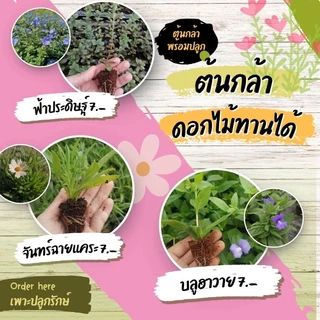 ต้นกล้าดอกไม้ทานได้ ต้นกล้าสมุนไพร​ฝรั่ง​ (สั่งขั้นต่ำ 10 ต้น คละชนิดได้)​ #ผีเสื้อแสนสวย #เดซี่ #เก๊ก​ฮวย ​#จันทร์​ฉาย