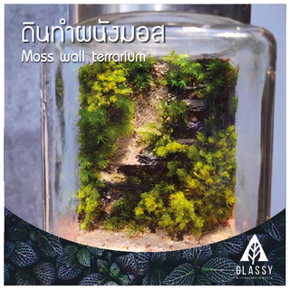 ดินทำผนังมอส Moss wall soil Terrarium ดินสวนขวดTerrariumแนวตั้ง