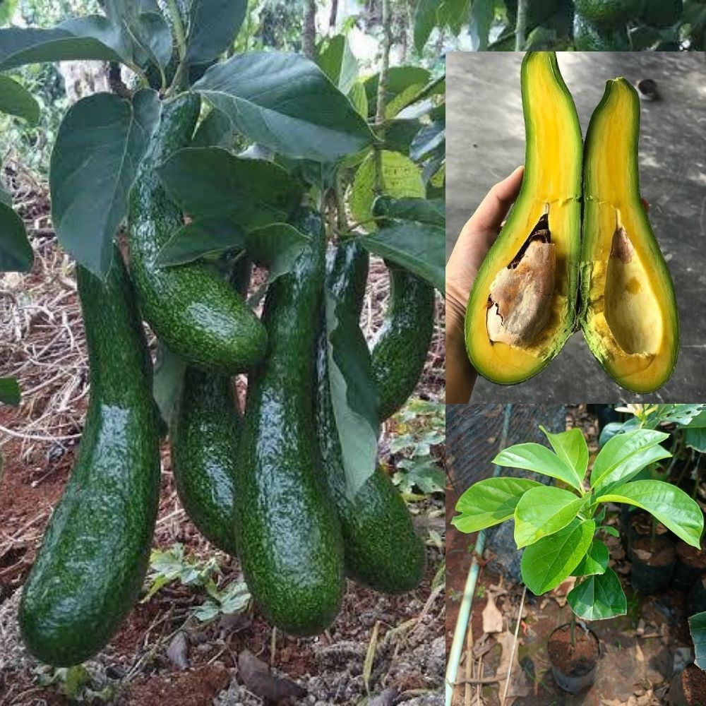 อโวคาโด้ลูกยาว  อโวคาโดเวียดนาม อโวคาโดเอ034 ผลมีขนาดใหญ่ ลูกยาว รสชาติหวานมันอร่อย ต้นเสียบยอด ชุดล