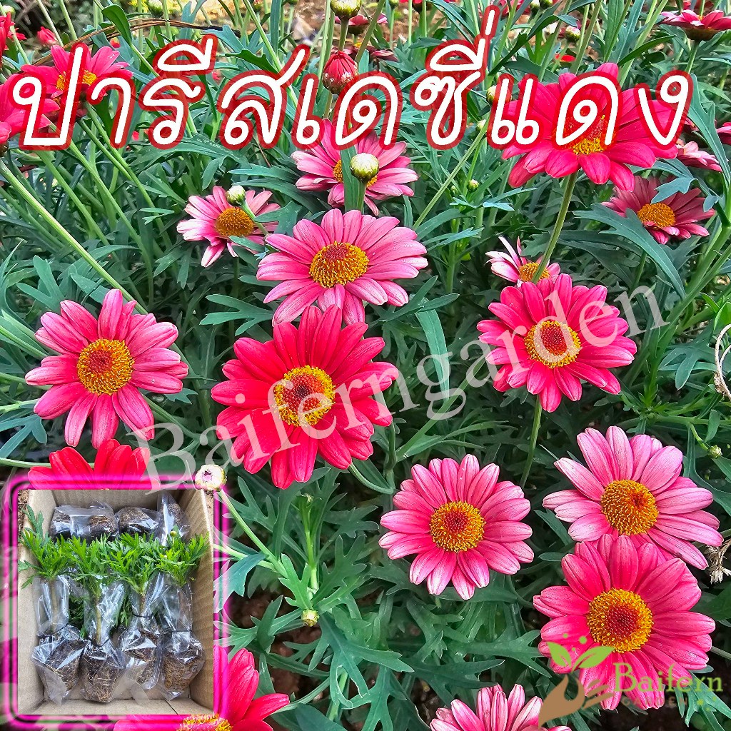 ต้นกล้าดอกปารีสเดซี่แดง (Argyranthemum Comet Red)ดอกไม้กินได้ ต้นแข็งแรงพร้อมปลูก