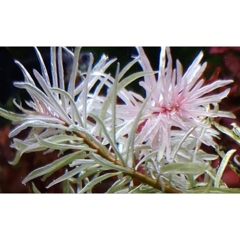 Ludwigia white ด่าง ใบบก