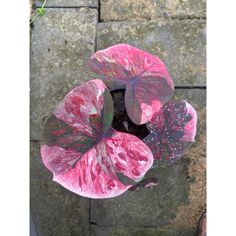 (อัพเดต 20-04-25) บอนสีปีศาจแดง Red Devil ประเภทด่าง ชนิดแรร์ไอเทม #บอนสี #caladium #ต้นไม้
