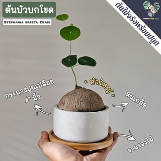🌰ต้นบัวบกโขด (Stephania erecta Craib) พร้อมกระถาง+จานรองไม้+หินภูเขาไฟแต่งหน้ากระถาง