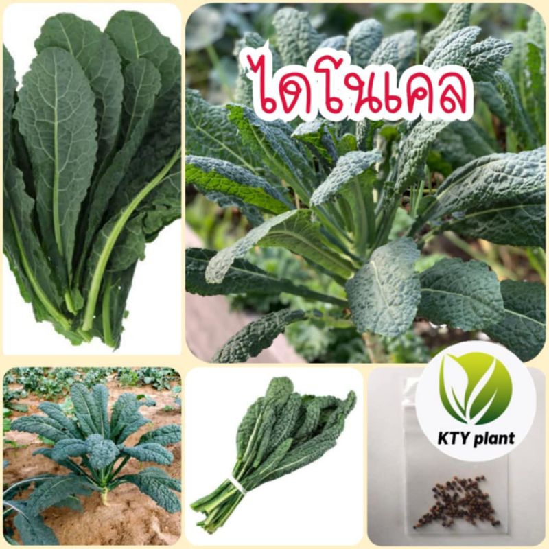 ผักเคล เคลไดโน 40 เมล็ด ผักเคล คะน้า ผักสลัด
