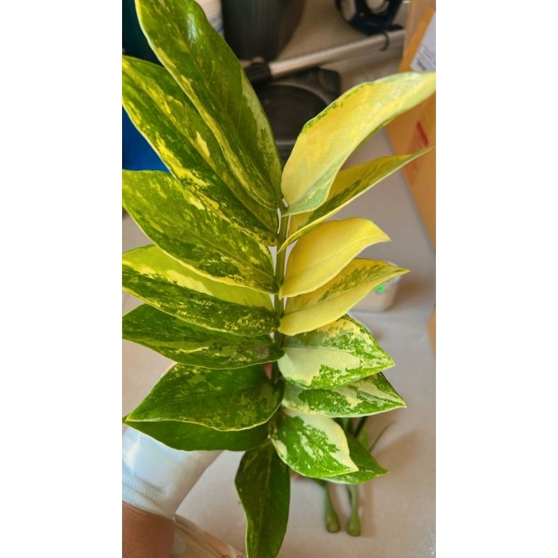 กวัวมรกตด่างขาวก้านเขียว🍋Qeen