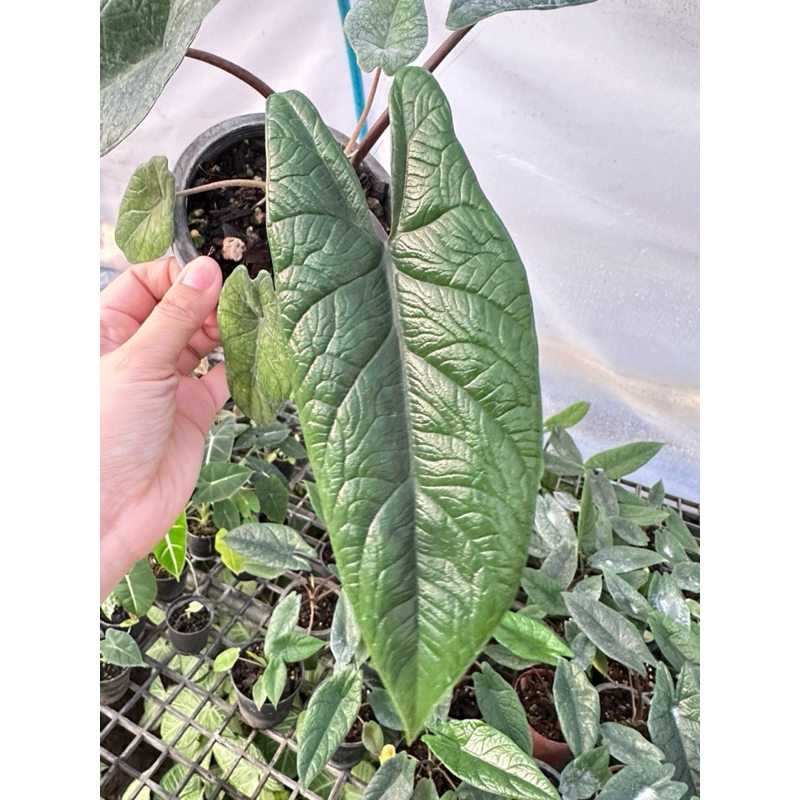 Alocasia scalprum ไม้เนื้อเยื่อเขียว ชุด 5 ต้น พร้อมปลูก
