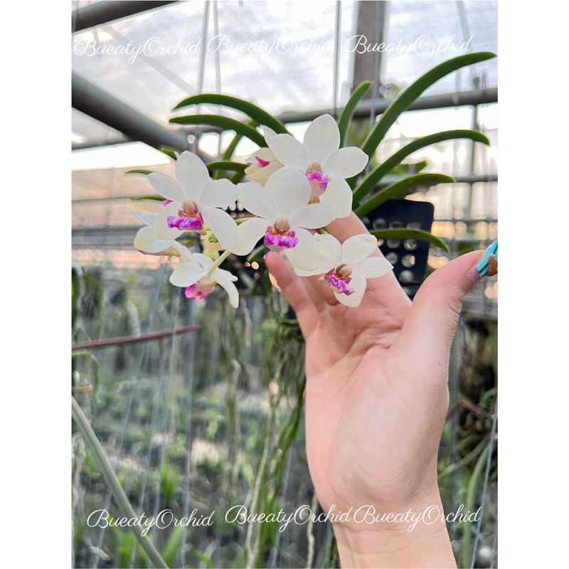 ช้างกระ x เอื้องหวีกล้วย กล้วยไม้ลูกผสม