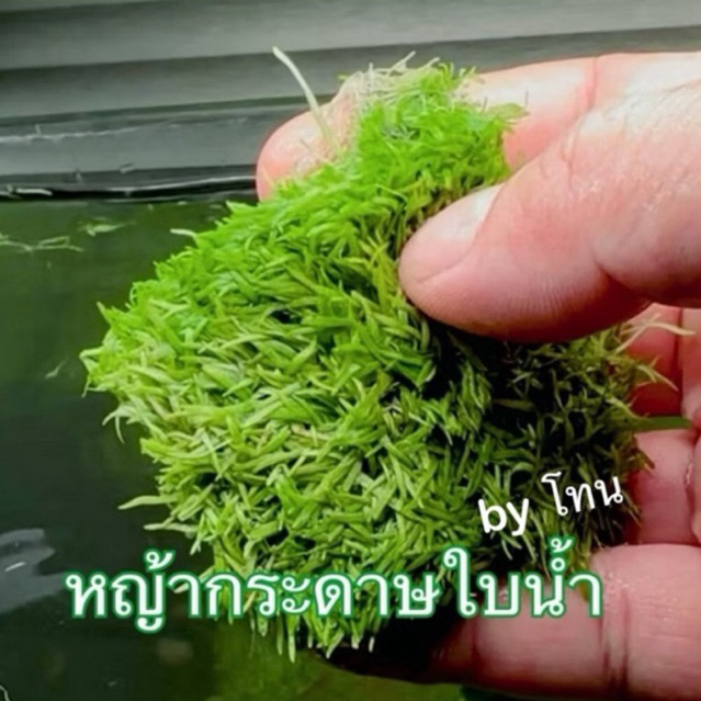 หญ้ากระดาษ ใบน้ำ ต้นไม้น้ำ ไม้พื้น ยอดนิยม เพาะจากเนื้อเยื่อADA ส่งด่วน
