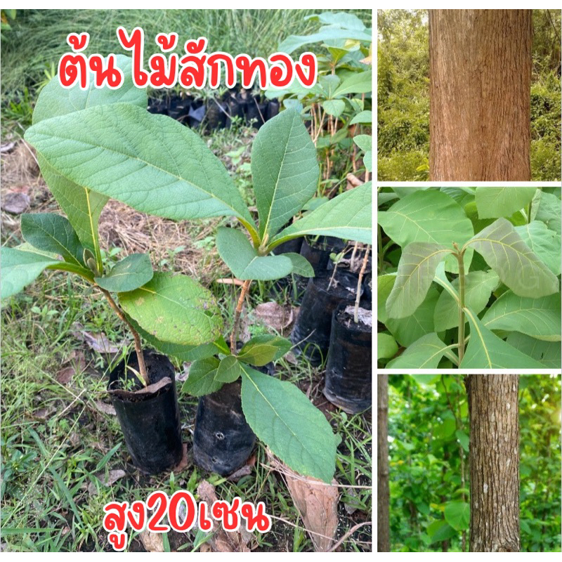 ต้นไม้สักทอง สูง20เซน พร้อมส่ง พร้อมปลูกครับ