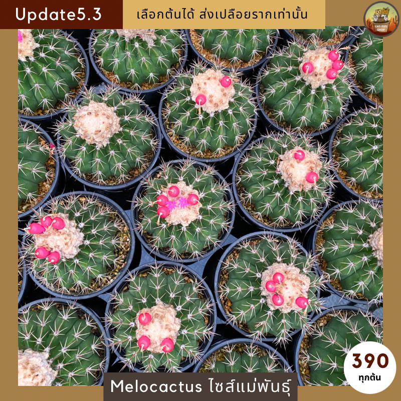 [ Update 5.3 ]กระบองเพชร เมโลแคคตัสไซส์แม่พันธุ์ ในกระถาง 5" แน่นๆ ไซส์ใหญ่จุใจ เลือกต้นได้ cactus Melocactus