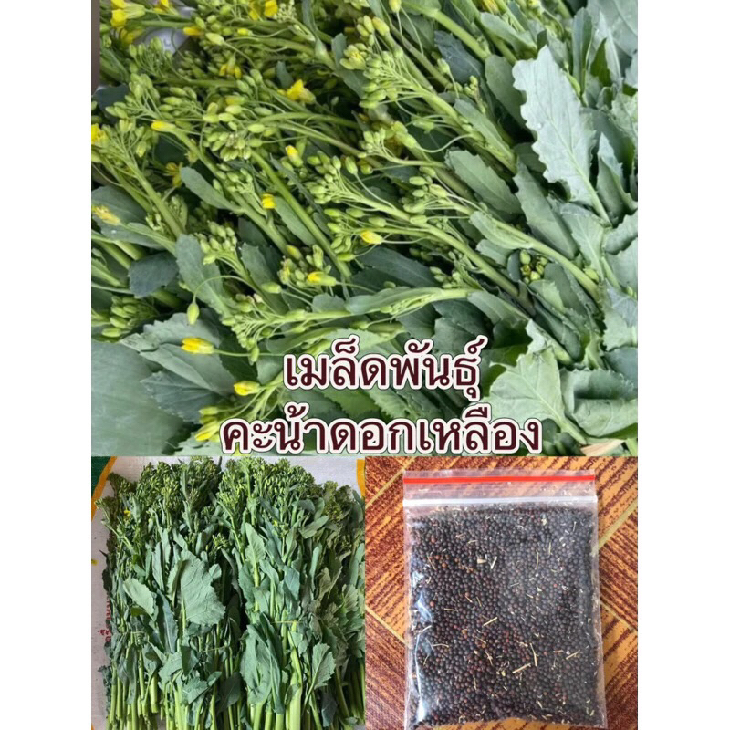 เมล็ดพันธุ์ คะน้าดอกเหลือง