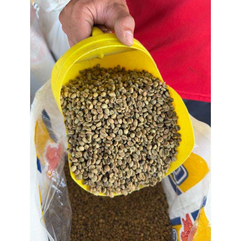 กาแฟสารโรบัสต้าrobusta