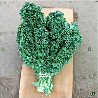 เมล็ดพันธุ์เคล อลัน Arun Kale F1 Seed บรรจุ 15 เมล็ด คุณภาพดี ของแท้ 100%