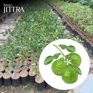 จิตตรา ต้นพันธุ์มะกรูด เสียบยอดสูง 60-80 cm ปลูกปีเดียวติดลู…