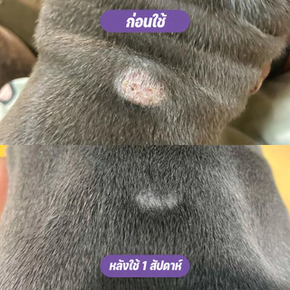 Goodboss Dog Balm บาล์มสำหรับสุนัข ขนาด 50 กรัม เชื้อรา ยีสต์ ลดอาการคัน เกา ขนร่วง ผลิตภัณฑ์ออแกนิค