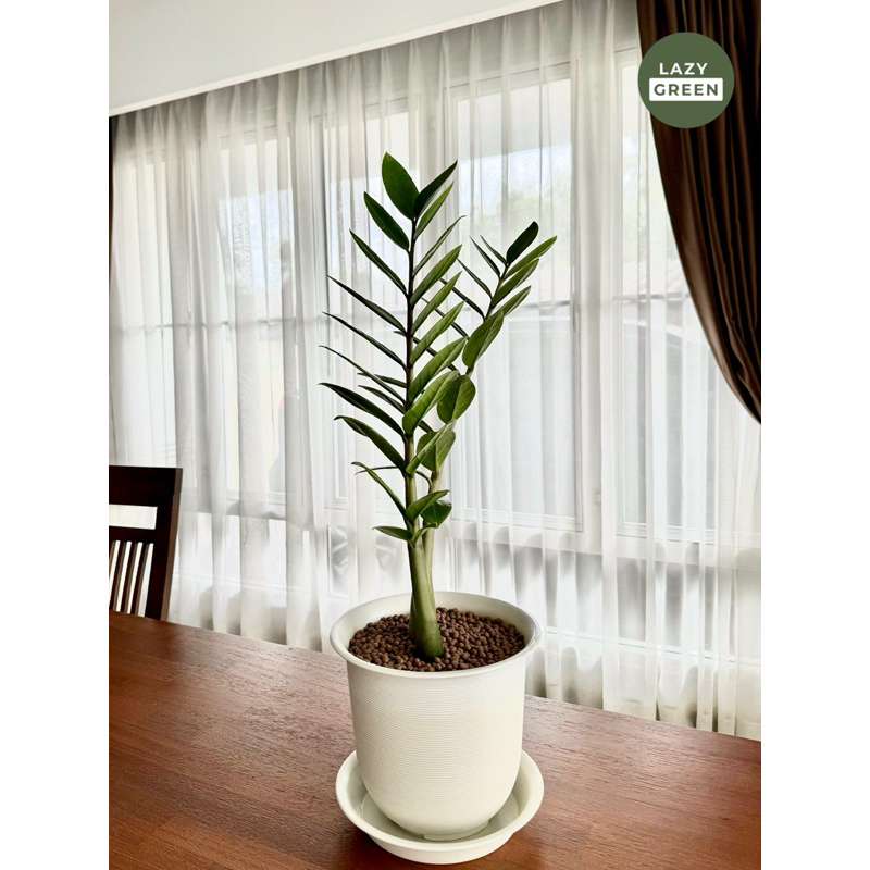 กวักมรกต กระถางทรงถ้วยจีน8นิ้ว+จานรอง ต้นไม้ฟอกอากาศ ต้นไม้มงคล ต้นไม้ในบ้าน zz plant