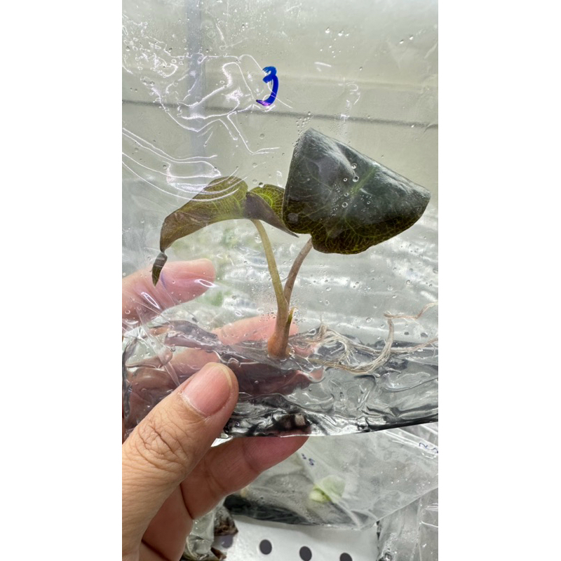 💥Alocasia cuprea red secret💥ไม้แรว์💥ไม้เนื้อเยื่อพร้อมปลูก❤️