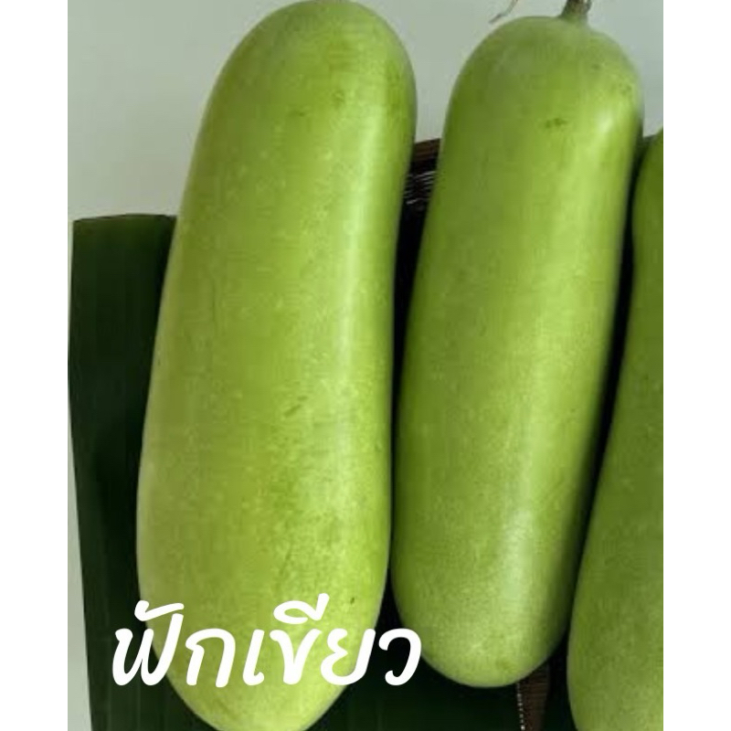 ฟักเขียว 👍 ใหม่ๆสดๆ อร่อยๆจร้า ฟักเขียว โลละ 49 บาท
