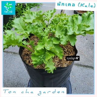 ต้นผักเคล (Kale) หรือ ผักคะน้าใบหยิก ปลูกในถุงเพาะชำ 6 นิ้ว ต้นใหญ่ พร้อมจัดส่ง
