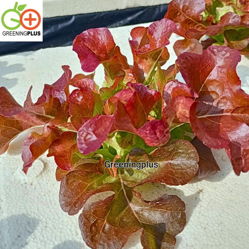 red oak (ฺRed Splash) Hi-Q 1000 pills (ไม่เคลือบ) ทนร้อน เมล็ดสีดำ ราคา ถูกที่สุด ดีลบีเคเค แกลเลอรีภาพที่ 4