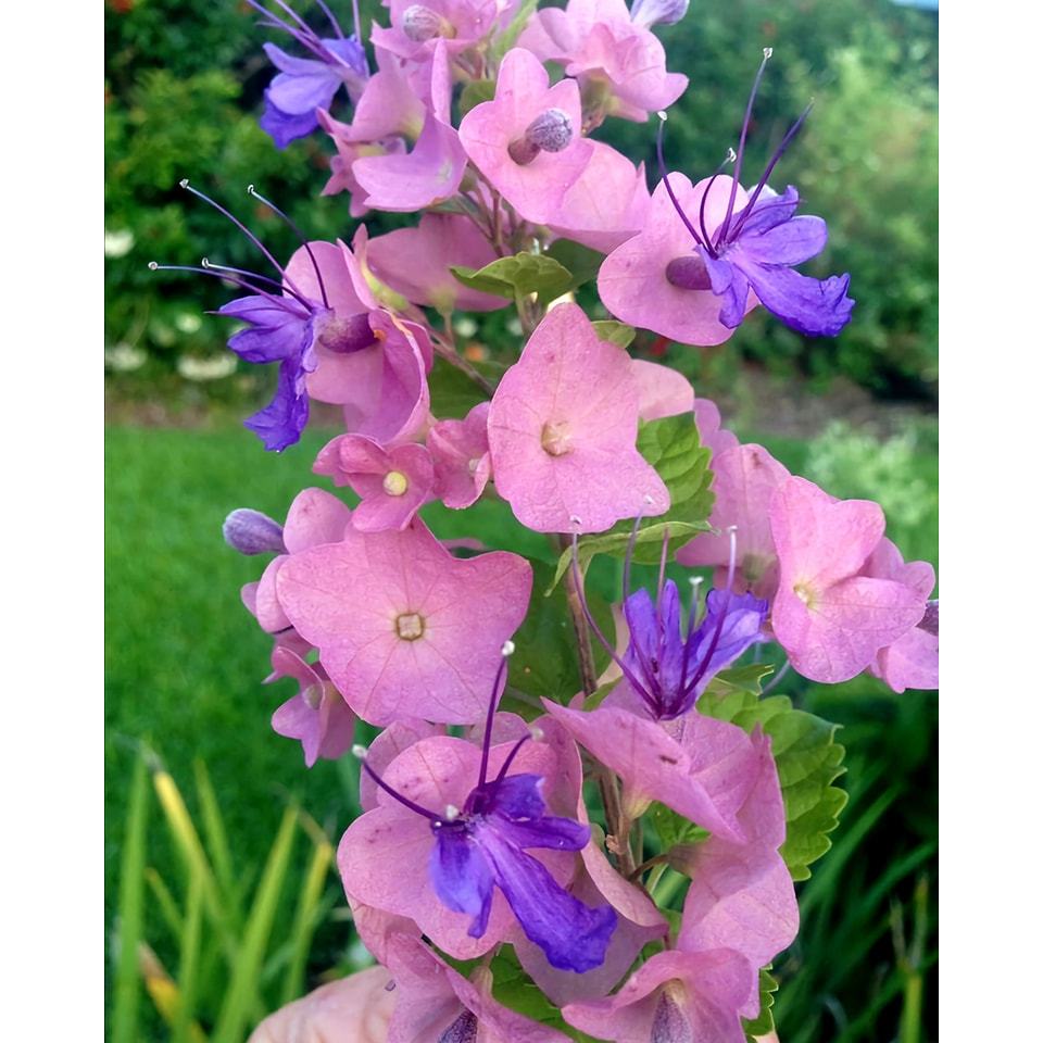 ต้นเรด้าม่วง หรือต้นหมวกจีน ดอกสีพาสเทลทูโทนสวยมาก Chinese hat plant, Karomia tettensis