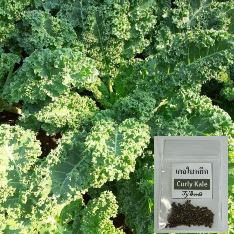 เมล็ดพันธุ์ เคลใบหยิก 100 เมล็ด [ 10แถม2 ]คละได้
