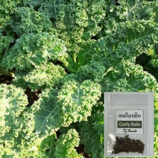 เมล็ดพันธุ์ เคลใบหยิก 100 เมล็ด [ 10แถม2 ]คละได้