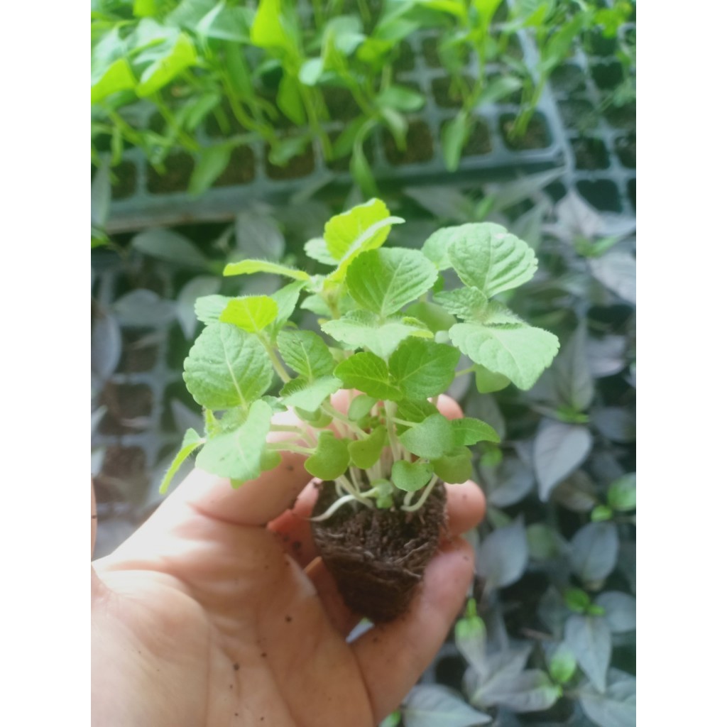 ต้นกล้า ใบงาเขียว ใบชิโซะ (Shiso)  ใบงาสีเขียว  งาขี้ม้อน งาม้อน ต้นละ 10บาท ซื้อ 10แถม 2 มีโอเมก้า ใบงาขี้ม้อน