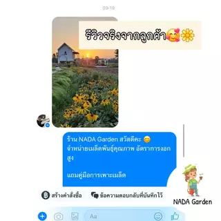 เมล็ดพันธุ์โคนฟลาวเวอร์ (เอ็กไคนาเชียสีชมพู) Coneflower บรรจุ 200 เมล็ด สายพันธุ์ OP แท้