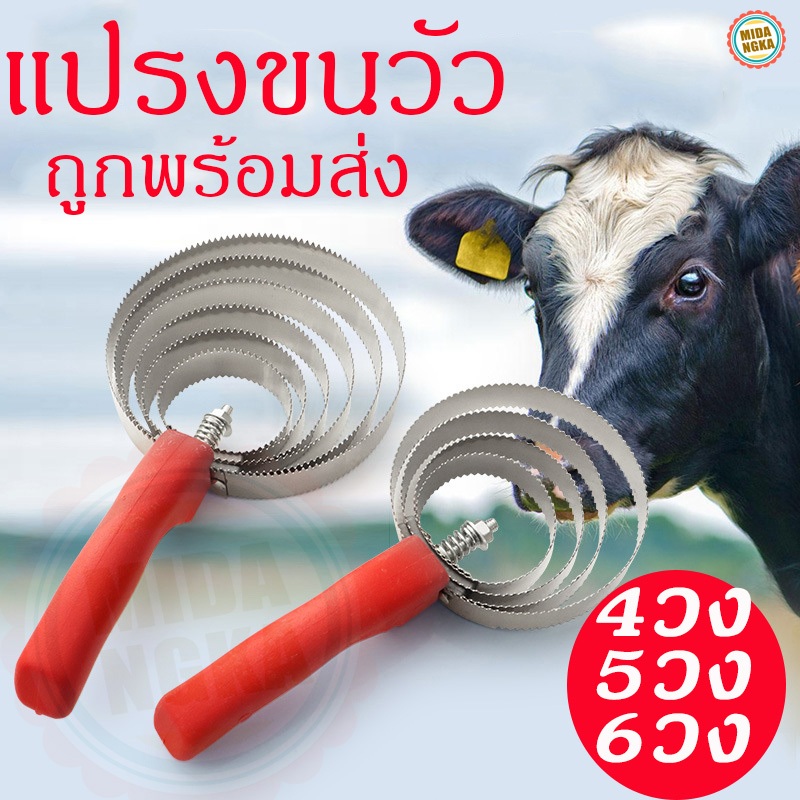 แปรงขนวัว แปรงเกาวัว เกาม้า เกาแพะ เกาสัตว์เลี้ยง ขนาด 4วง 5วง 6วง สแตนเลส ไม่เป็นสนิม ราคาถูกสุดในไทย