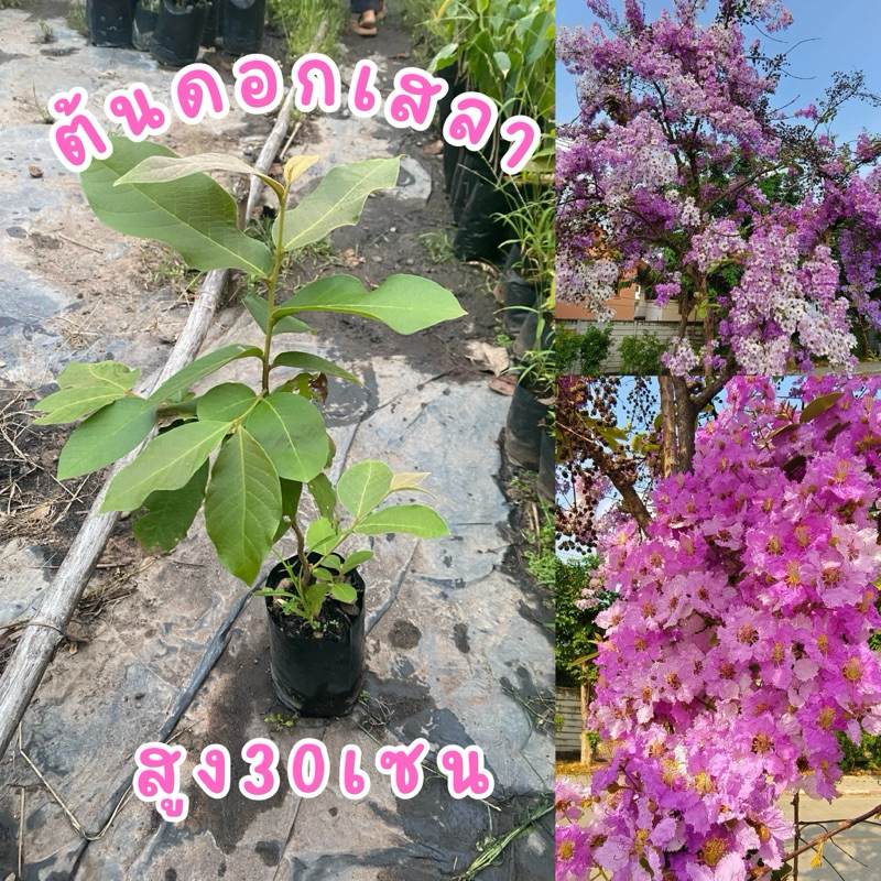 ต้นดอกเสลา ต้นละ25บาท ขั้นต่ำ3ต้นขึ้นไป ต้นสวยแข็งแรงพร้อมส่ง