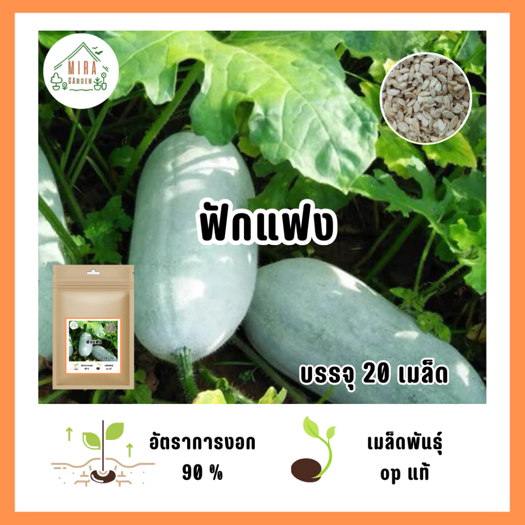 9บาท เมล็ดลูกฟักแฟง 20 เมล็ด