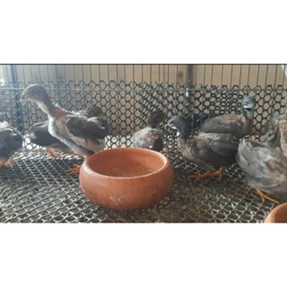 ไข่เชื้อนกคุ้มอเมริกา หลากหลายสี ไข่สดใหม่ นำไปฟักในตู้ฟักไข…