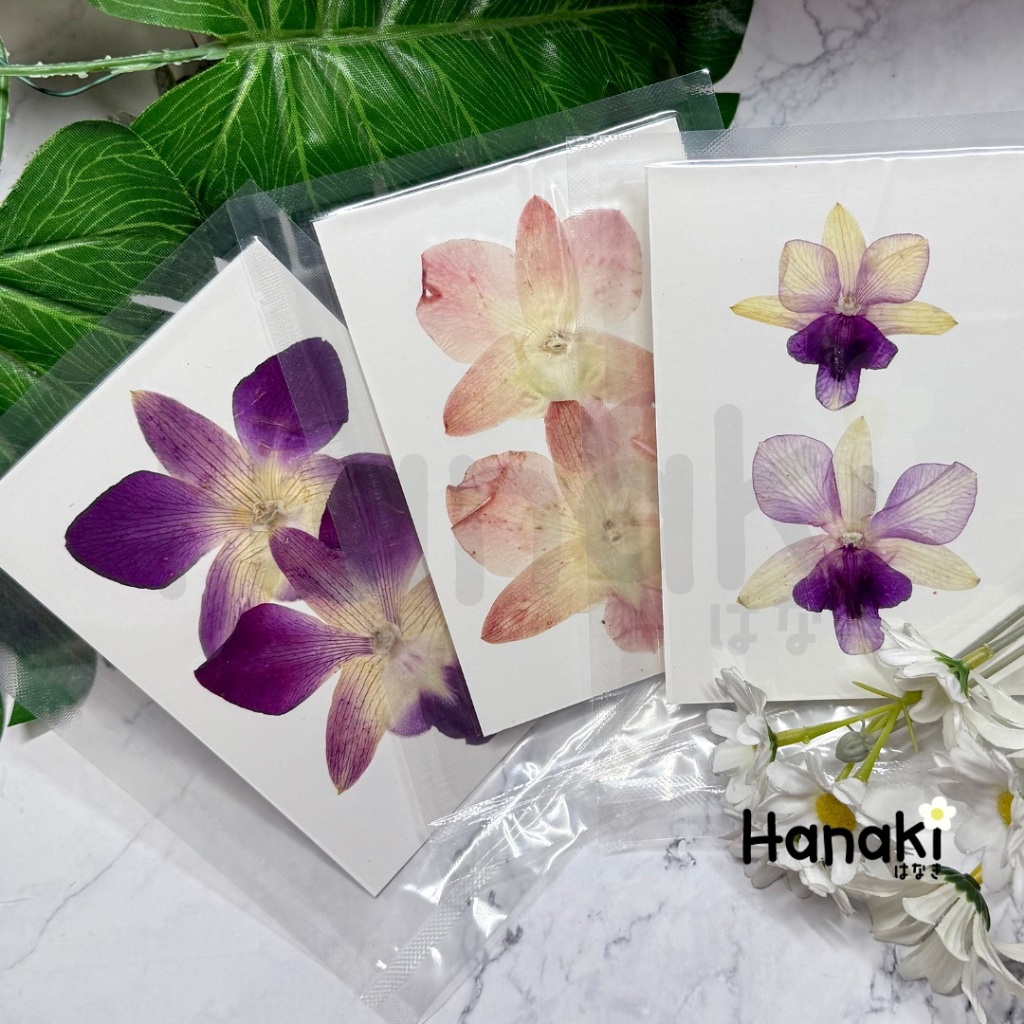 【พร้อมส่ง】ดอกกล้วยไม้ทับแห้ง ดอกกล้วยไม้ ดอกไม้จริงทับแห้ง Pressed Flowers