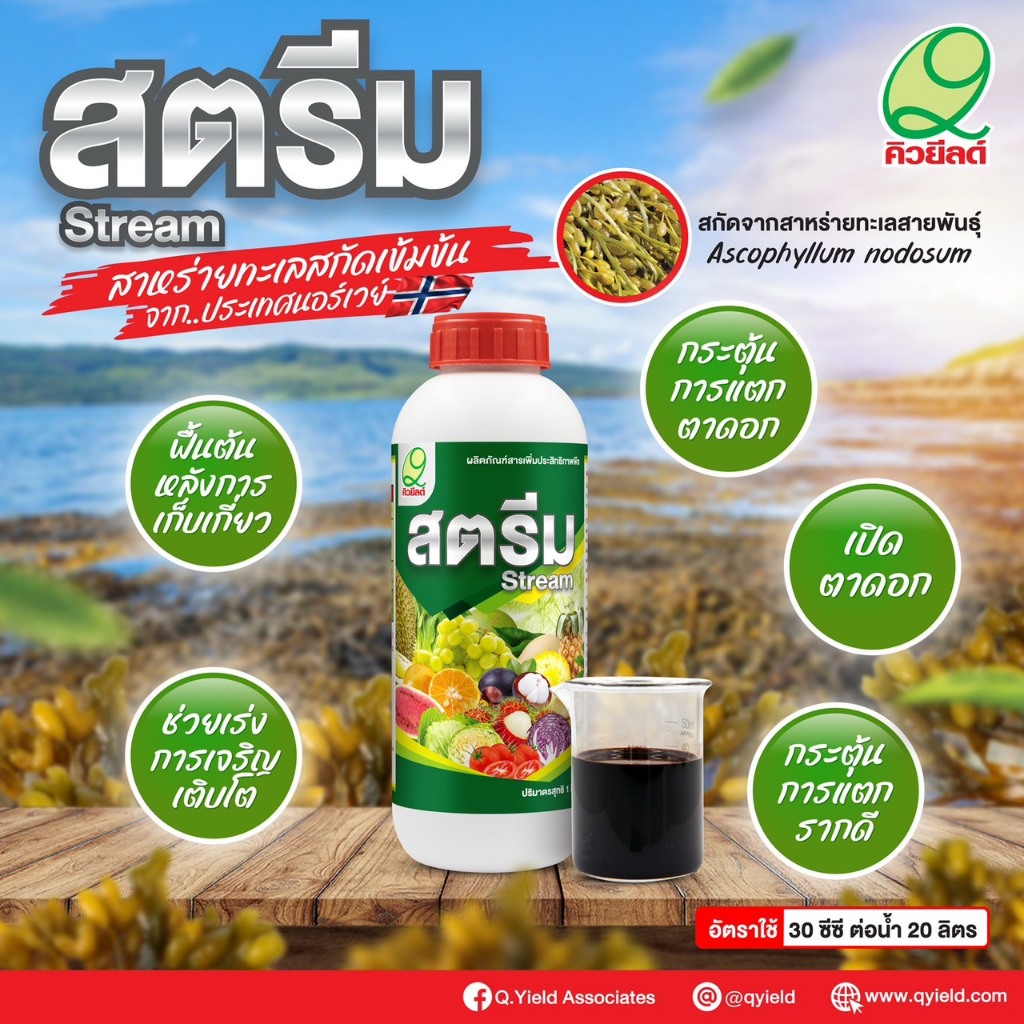 สตีม  สาหร่ายทะเลสกัดเข้มข้น เปิดตาดอก ฟื้นสภาพต้นหลังเก็บเกี่ยว กระตุ้นการแตกราก (สารน้ำสีดำเข้ม)