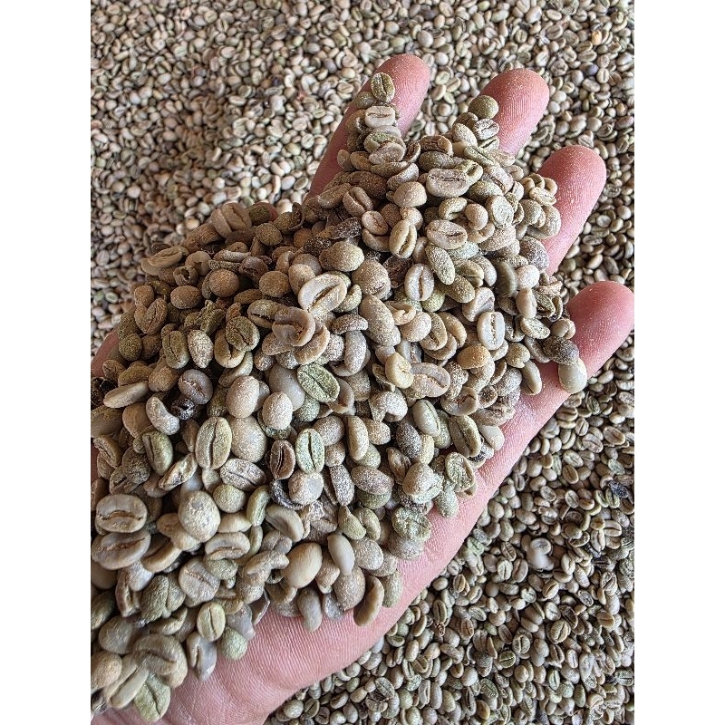 เมล็ดกาแฟสารดำ ของใหม่ปี 68/69 จำนวน1โลคัดเปลือก เม็ดดำออกแล้วสวยสอาด พร้อมคั่ว