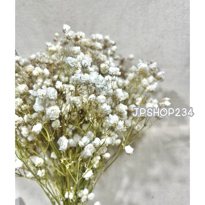 Gypsophila ยิปโซแห้ง ดอกไม้แห้ง ดอกยิปโซตากแห้งกำใหญ่ดอกฟู (F2) ราคา ถูกที่สุด ดีลบีเคเค แกลเลอรีภาพที่ 7