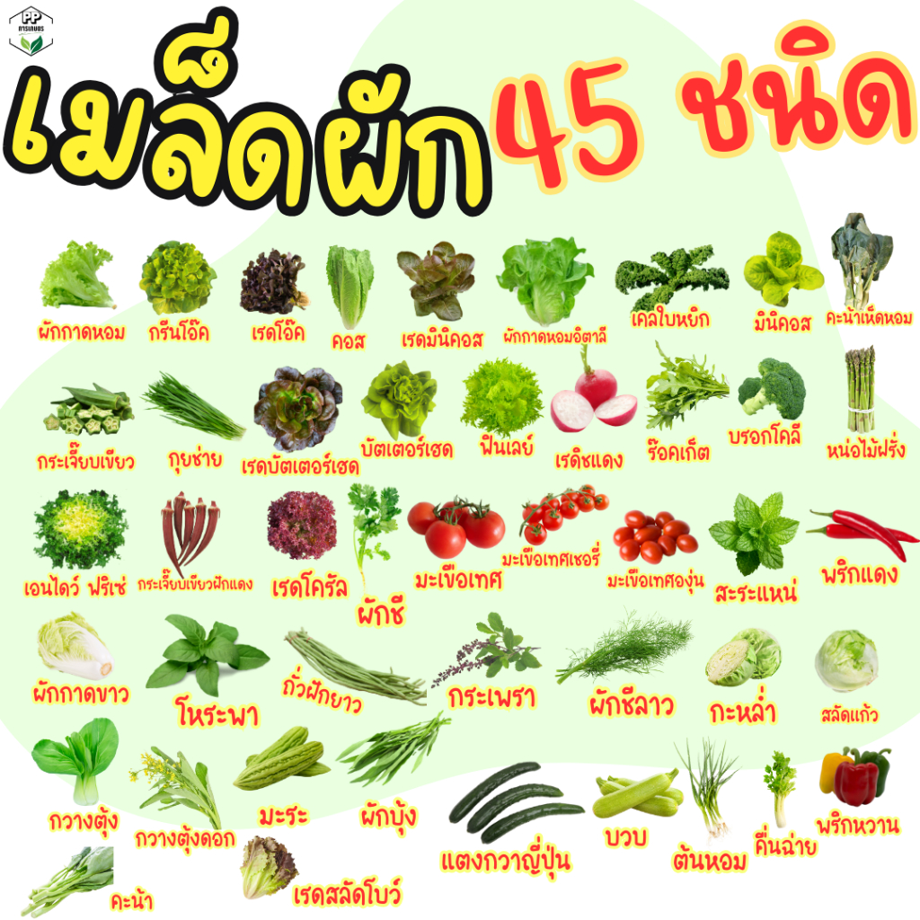 เมล็ดผักสลัด กรีนโอ๊ค เรดโอ๊ค คอส สลัดแก้ว เคล ผักชี พริก กระเพรา มะเขือเทศ แตงกวา (50-3000 เมล็ด)