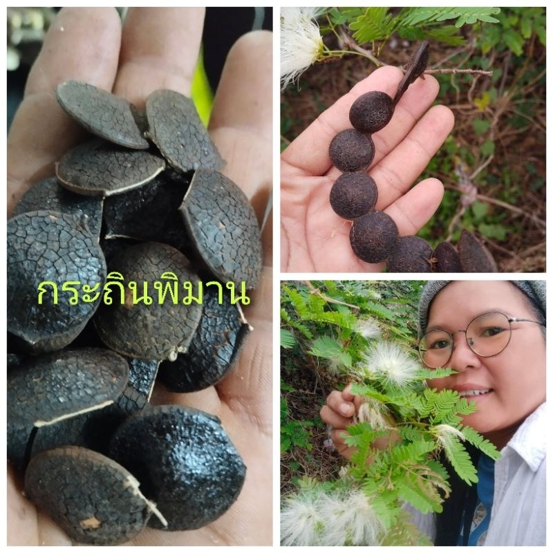 กระถินพิมาน  ขายเมล็ดพันธุ์1ชุด50บาทบรรจุ25เมล็ด(สำหรับเพาะ)