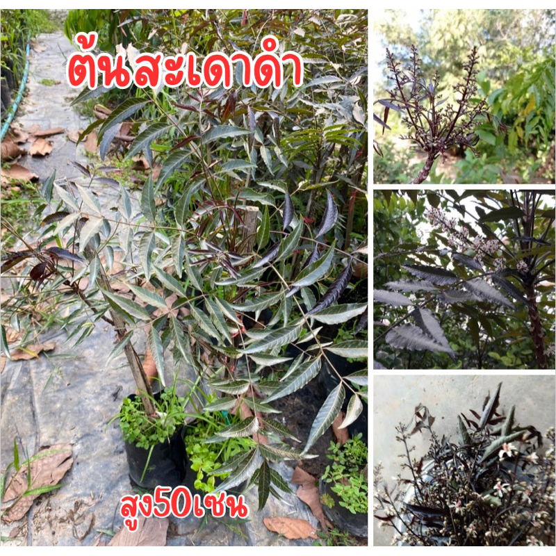ต้นสะเดาดำ ต้นพร้อมส่ง สูง50เซน 1-2ปีติดดอกพร้อมทาน