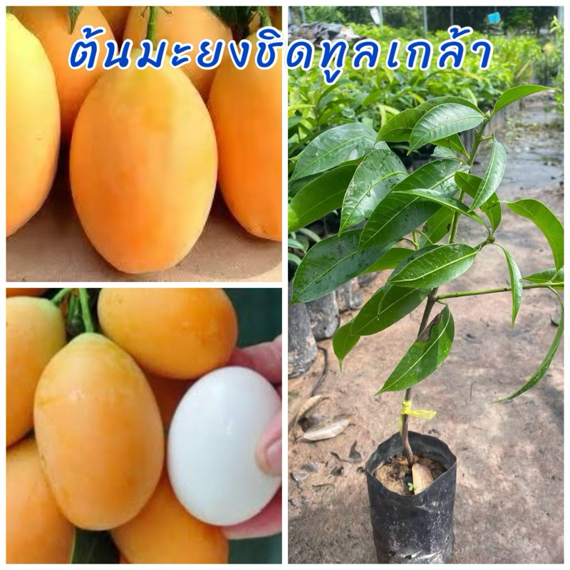 ต้นมะยงชิดทูลเกล้า (เสียบยอด)ขนาดต้น35ซม.ปลูก 2ปีติดผล ผลสุกเปรี้ยวอมหวานรสชาติอร่อยผลใหญ่ติดผลดกมาก