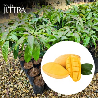 จิตตรา ต้นพันธุ์มะม่วงน้ำดอกไม้สีทอง เสียบยอดสูง 60-80 cm ปล…