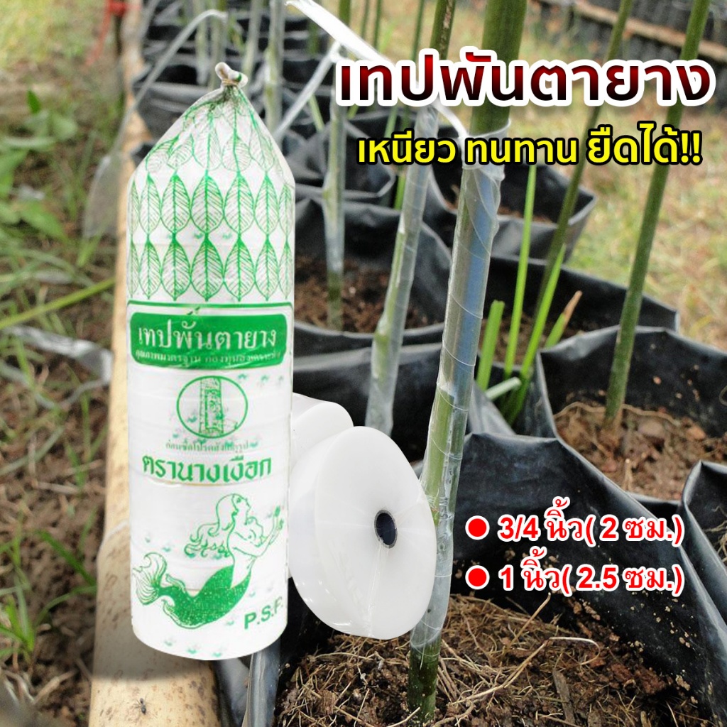 เทปพันตายาง พันกิ่งปลูกยาง เทปพันกิ่ง ตรานกเงือก ขนาด 6หุน และ 1นิ้ว