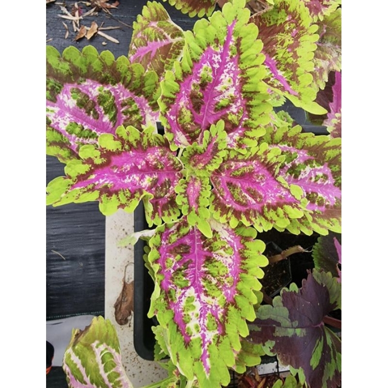 ฤาษีผสม คิงคอง กิ่งเพาะชำรากเดินเต็มถุงทุกต้น