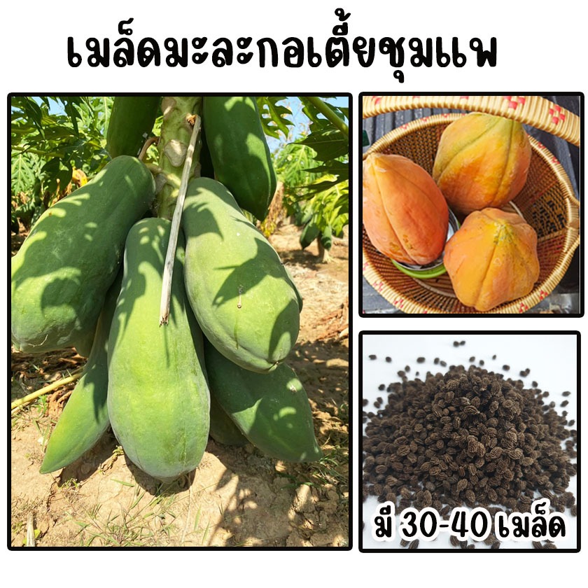 เมล็ดมะละกอเตี้ยชุมแพ มี 30 - 40 เมล็ด ปลูกง่าย ให้ผลไว ต้นเตี้ย ลูกดก เนื้อกรอบ ลูกยาวหนา